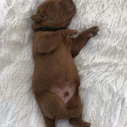 Labradoodle and Labrador Retriever Puppies from Katie K9