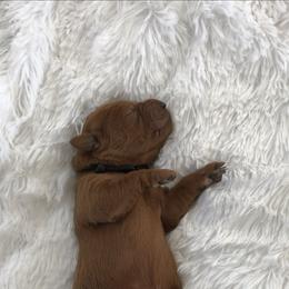 Labradoodle and Labrador Retriever Puppies from Katie K9