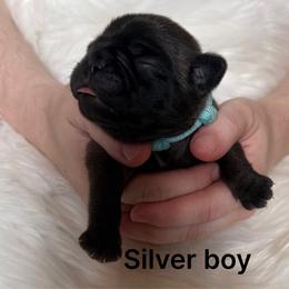 Light blue collar - Silver male Pug puppy in Deer Park, Texas from Butler Pugs and Frenchies