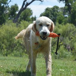 Clifford - Golden Retriever