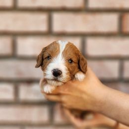 Boy 1 - Red  male Goldendoodle puppy in Prattville, Alabama from Jericho Junction Doodles and Poodles