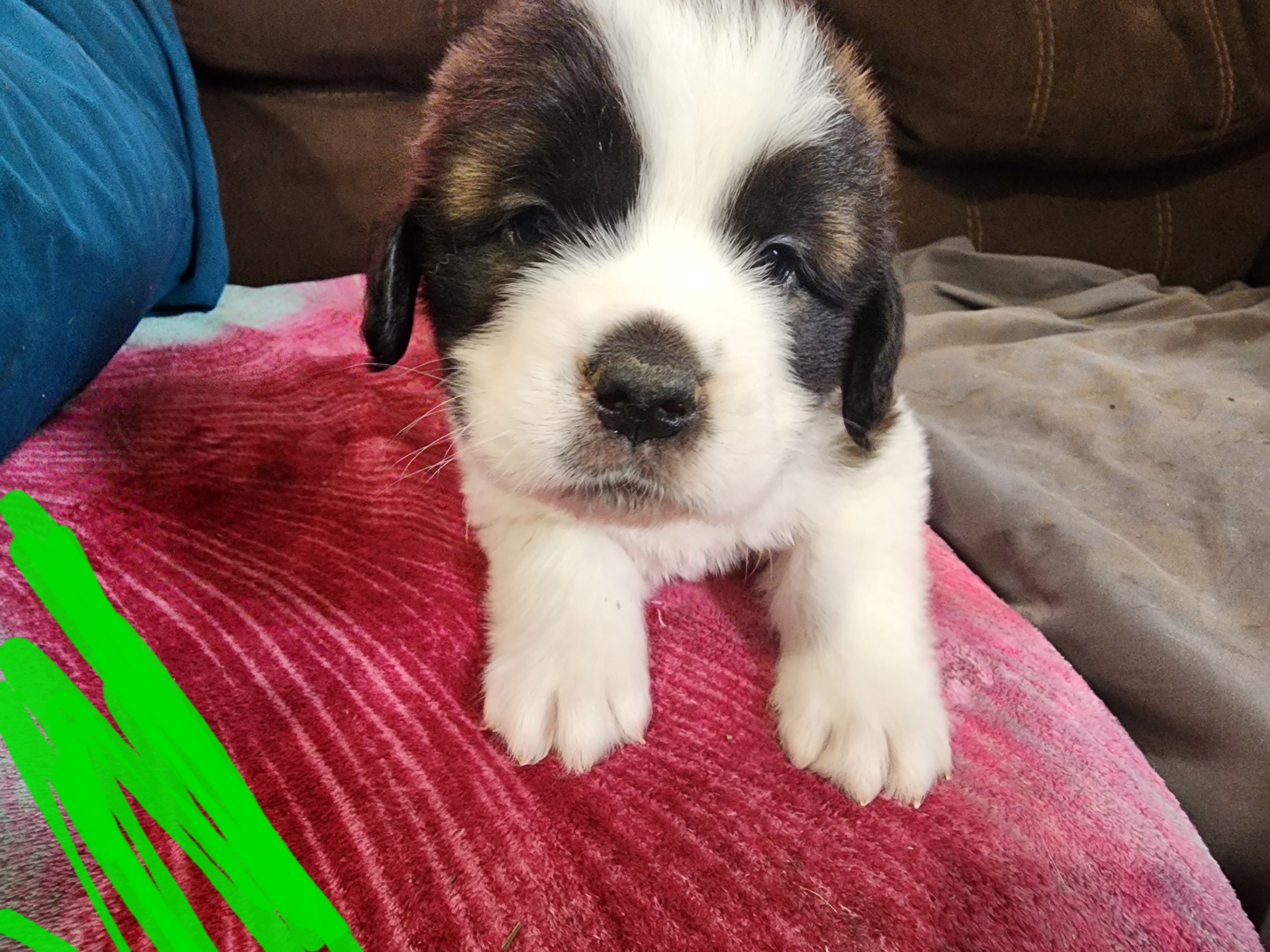 Saint Bernard Puppies from Tonya Tate's Saint Bernards