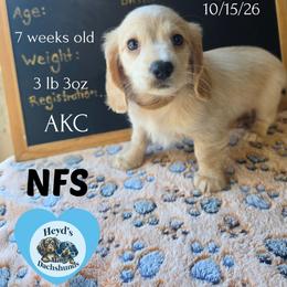 Zeus - Cream male Dachshund puppy in Hoquiam, Washington from Heyd's Mini Dachshunds