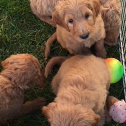 Goldendoodle Puppies from JEM’s doodles