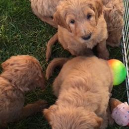 Goldendoodle Puppies from JEM’s doodles