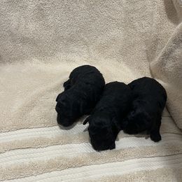 Poodle Puppies from Loves Toy Poodles