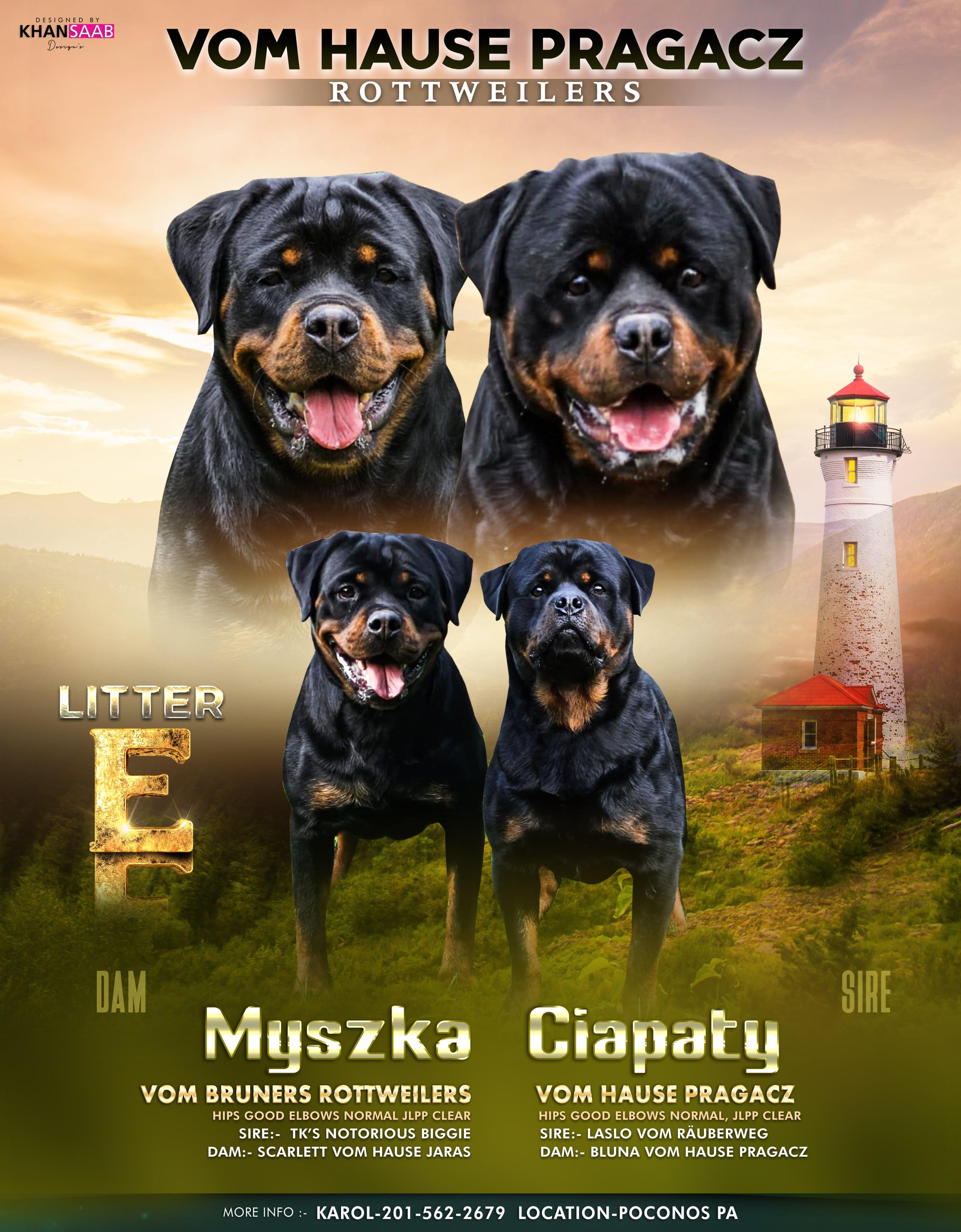 Carlsal Rottweilers Karol's Rottweilers in Pennsylvania | Rottweiler puppies | Good Dog