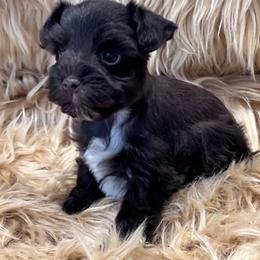 Small Liver Male - Liver male Miniature Schnauzer puppy in San Augustine, Texas from My Little Schnauzer Pals