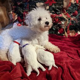 Coco - Bichon Frise
