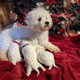 Coco - Bichon Frise