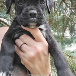 Boxer Puppies from Winchester Boxers