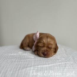 Harbor - Caramel female Australian Labradoodle puppy in Belding, Michigan from Rutu Australian Labradoodles