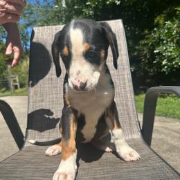 Pink Girl - Black, white and red female Greater Swiss Mountain Dog puppy in Lower Burrell, Pennsylvania from Polyanna’s GSMD