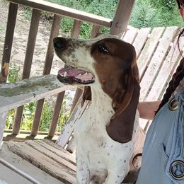 Lil - Basset Hound