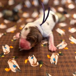 Redhead - Tri-Roan female English Springer Spaniel puppy in Braidwood, Illinois from A & R Springers
