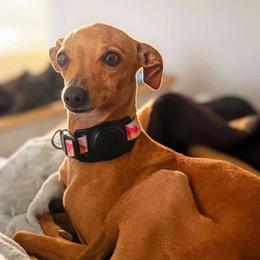 Glinda - Italian Greyhound