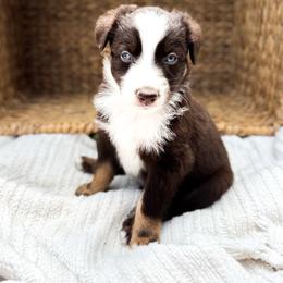 Reef - Red tri-color male Australian Shepherd puppy in Unionville, Iowa from Soap Creek Kennels