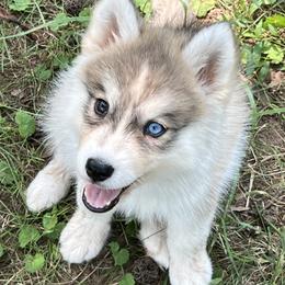 Fay - Sable and white female Siberian Husky puppy in Union Grove, Alabama from Southern Siberian Life