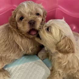 Shih Tzu Puppies from The Lion dog Shih Tzu