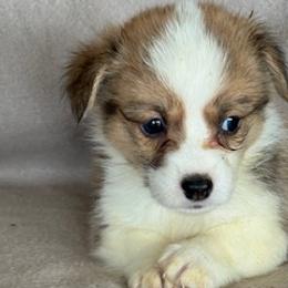 Bentley - Fawn male Pembroke Welsh Corgi puppy in Huntington Beach, California from Gingerbread