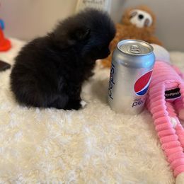 Pomeranian Puppies from Nikki’s lil Pomeranians