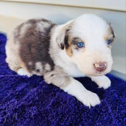 Max - Red merle male Australian Shepherd puppy in Charlotte, North Carolina from Awesome Aussies