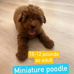 Tommy - Red  male Goldendoodle puppy in Mint Hill, North Carolina from DoodleForever