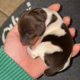Ralphie - Piebald male Dachshund puppy in Goldthwaite, Texas from Mini Mama Dachshunds