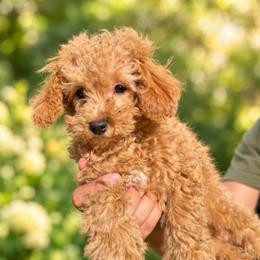 Wellington - Apricot male Poodle puppy in Chattanooga, Tennessee from Joyfull Pals