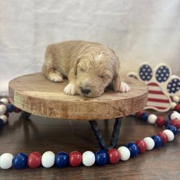 Firecracker - Apricot female Goldendoodle puppy in Gower, Missouri from Hillside Paws