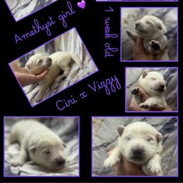 AMETHYST Girl - White female German Shepherd puppy in Apache Junction, Arizona from CS Vista Farms