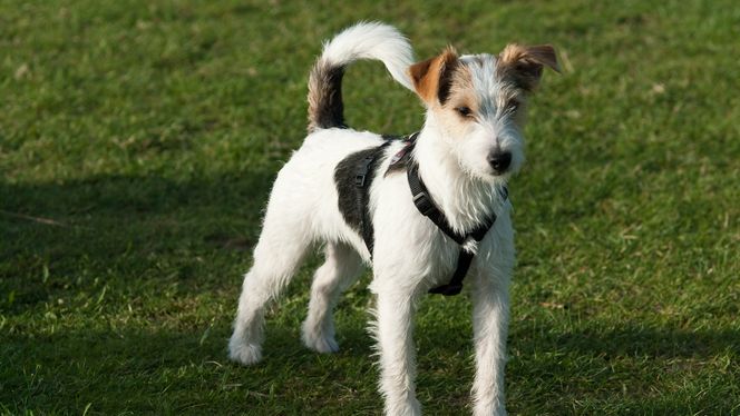 Parson Russell Terrier