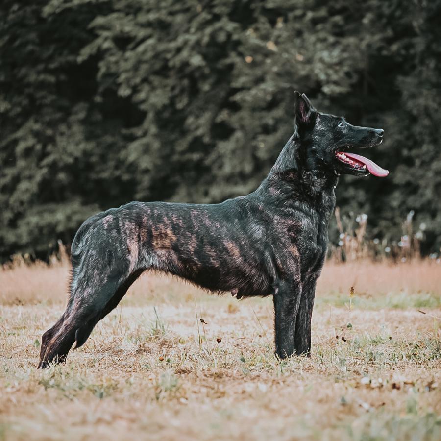 Enja