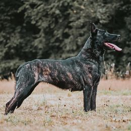 Enja - Dutch Shepherd