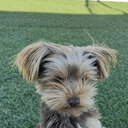 Gabby - Yorkshire Terrier