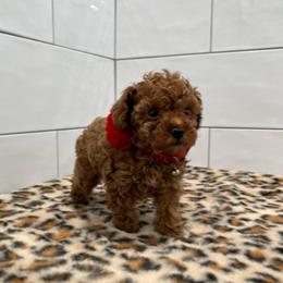 Chloe - Apricot female Poodle puppy in Houston, Texas from Texas Toy Poodles