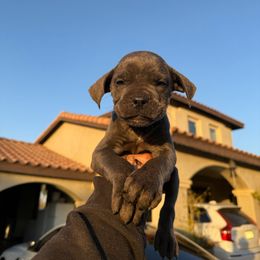 Cane Corso Puppies from ThinLine Cane Corso