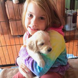 Goldendoodle Puppies from CharLia's Holistic English Cream Golden Retrievers & Doodles