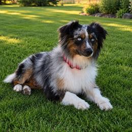Roo - Blue merle male Miniature Australian Shepherd puppy in Lakeport, California from Akins Aussies/Wild Rose Ranch
