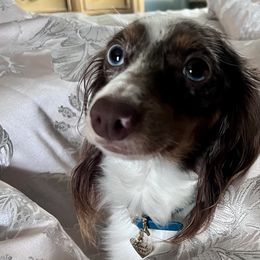 Dachshunds from Pine Grove Doxies