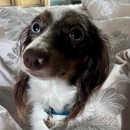 Dachshunds from Pine Grove Doxies