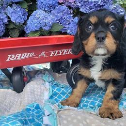 Cavalier King Charles Spaniel Puppies from Pleasant Meadows