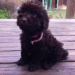 Australian Labradoodle Puppies from Selah Doodles