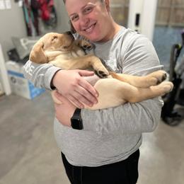 Labrador Retriever Puppies from Krys Ruth