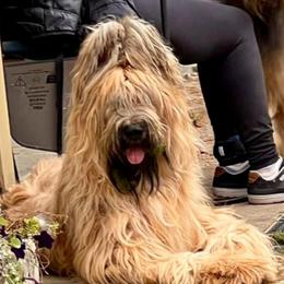 Briard puppies from Briards De Bejaune