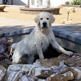 Golden Retriever Puppies from 24 KT GOLDEN’S