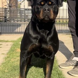 Misty (Martha Mamba) Winner CIVI (TIMIT TOR BLOODLINE) - Black and mahogany female Rottweiler puppy in Denver, Colorado from RMR