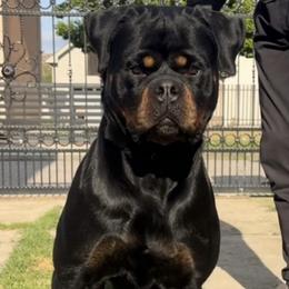 Misty (Martha Mamba) Winner CIVI (TIMIT TOR BLOODLINE) - Black and mahogany female Rottweiler puppy in Denver, Colorado from RMR