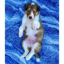 Donald - Sable and white male Collie puppy in St Augustine, Florida from Saltwater Collies LLC
