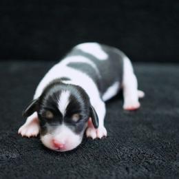 TYLIE - AKC Registered - Black and tan female Dachshund puppy in Graceville, Florida from Misty's 101 Doxies